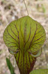 Yellow pitcherplant